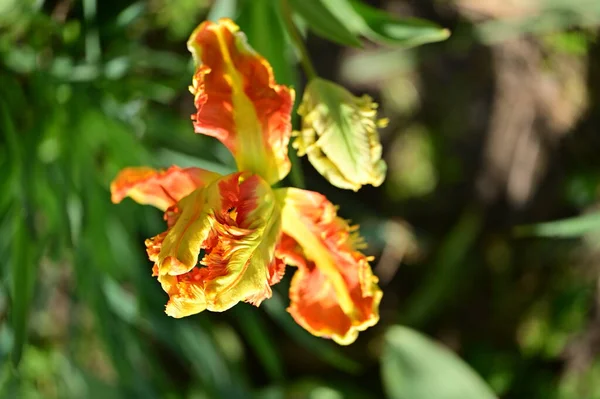 Bela Flor Tulipa Crescendo Jardim — Fotografia de Stock