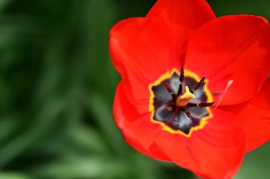 Bahçede büyüyen güzel lale çiçeği