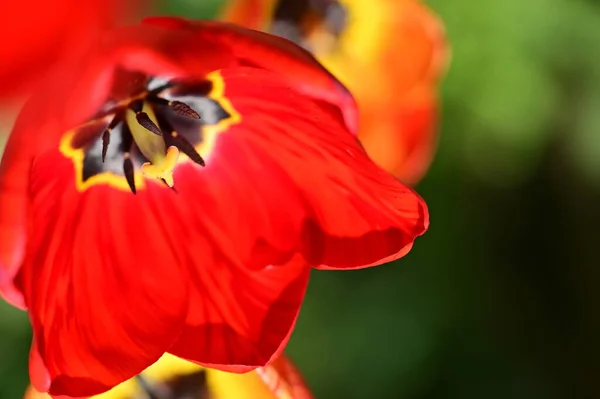 Красивые Цветы Тюльпанов Растет Саду — стоковое фото