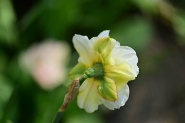 Bahçede yetişen güzel nergis çiçeği
