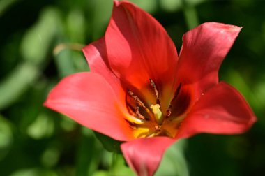 Bahçede büyüyen güzel lale çiçeği