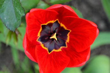 Bahçede büyüyen güzel lale çiçeği