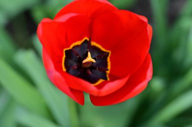 Bahçede büyüyen güzel lale çiçeği