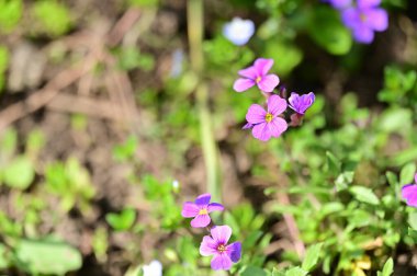 Bahçede yetişen güzel çiçekler