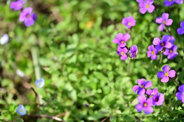 Bahçede yetişen güzel çiçekler