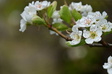 Güzel bahar çiçekleri, doğa arka planı.