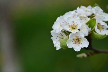 Güzel bahar çiçekleri, doğa arka planı.