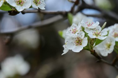 Güzel bahar çiçekleri, doğa arka planı.