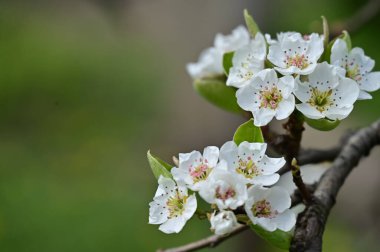 Güzel bahar çiçekleri, doğa arka planı.