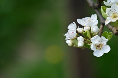 Güzel bahar çiçekleri, doğa arka planı.