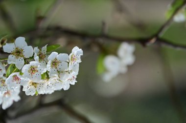 Güzel bahar çiçekleri, doğa arka planı.