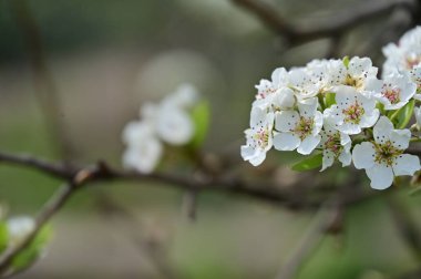 Güzel bahar çiçekleri, doğa arka planı.