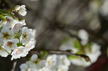 Güzel bahar çiçekleri, doğa arka planı.