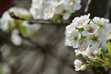 Güzel bahar çiçekleri, doğa arka planı.