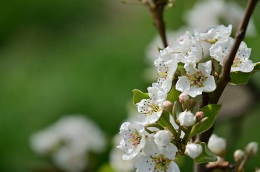 Güzel bahar çiçekleri, doğa arka planı.