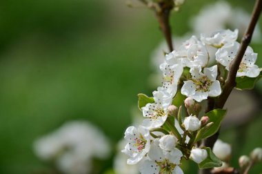 Güzel bahar çiçekleri, doğa arka planı.