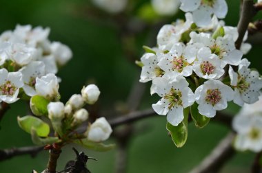 Güzel bahar çiçekleri, doğa arka planı.