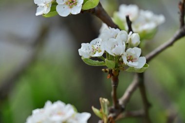 Güzel bahar çiçekleri, doğa arka planı.