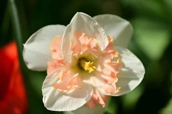 Vacker Påsklilja Blomma Växer Trädgården — Stockfoto