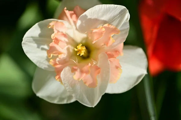 Bahçede Yetişen Güzel Nergis Çiçeği — Stok fotoğraf