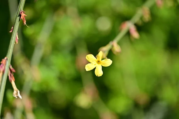 Piękny Kwiat Rośnie Ogrodzie — Zdjęcie stockowe