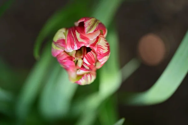 Красивый Цветок Тюльпана Растет Саду — стоковое фото
