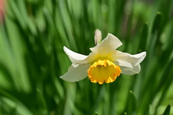 庭で育つ美しいダフォディルの花 — ストック写真