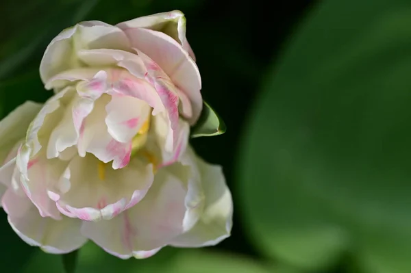 Красивый Цветок Тюльпана Растет Саду — стоковое фото
