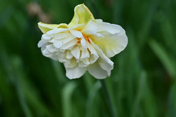 庭で育つ美しいダフォディルの花 — ストック写真