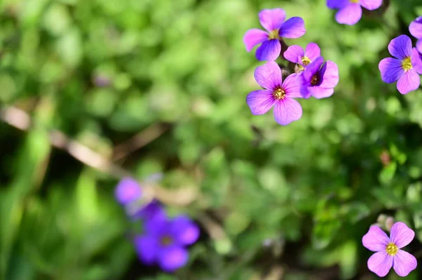 Indah Bunga Yang Tumbuh Taman — Stok Foto