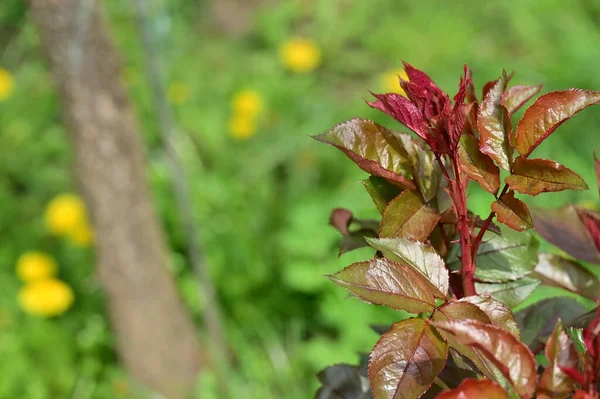 Листья Розы Саду — стоковое фото