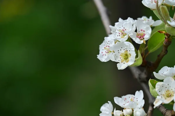 Piękne Wiosenne Kwiaty Tło Natury — Zdjęcie stockowe