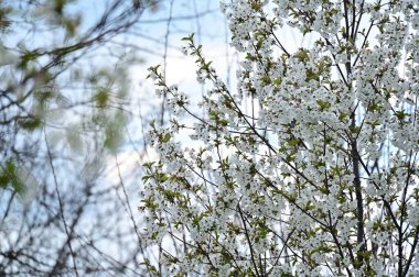Güzel bahar çiçekleri, doğa arka planı.