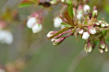 Güzel bahar çiçekleri, doğa arka planı.