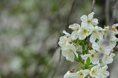 Güzel bahar çiçekleri, doğa arka planı.