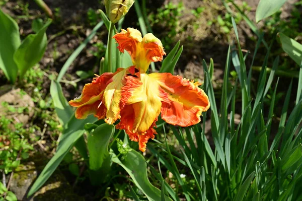 Schöne Tulpenblume Wächst Garten — Stockfoto