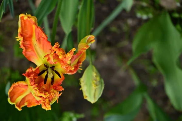 Hermosas Flores Tulipanes Creciendo Jardín — Foto de Stock