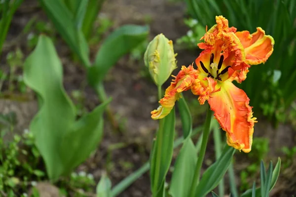 Piękne Tulipany Kwiaty Rosnące Ogrodzie — Zdjęcie stockowe