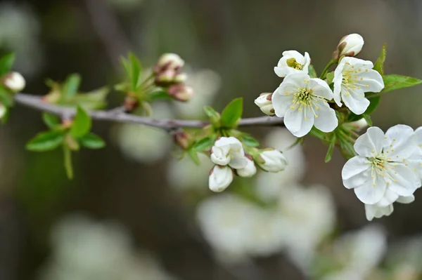 Vacker Våren Blommor Blomma Natur Bakgrund — Stockfoto