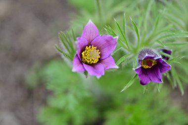 güzel çiçeklerin yakın görünümü 