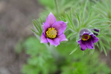 güzel çiçeklerin yakın görünümü 