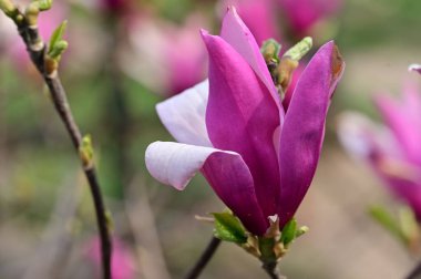 Bahçedeki güzel pembe manolya çiçeği