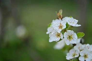 Güzel bahar çiçekleri, doğa arka planı.