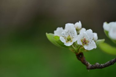 Güzel bahar çiçekleri, doğa arka planı.