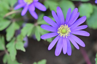 güzel çiçeklerin yakın görünümü 