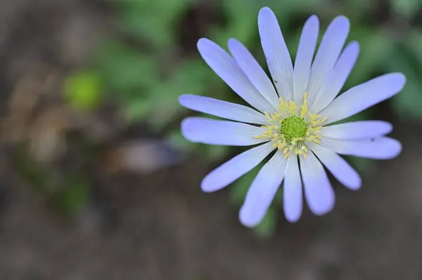 stock image close up view of  beautiful flower 