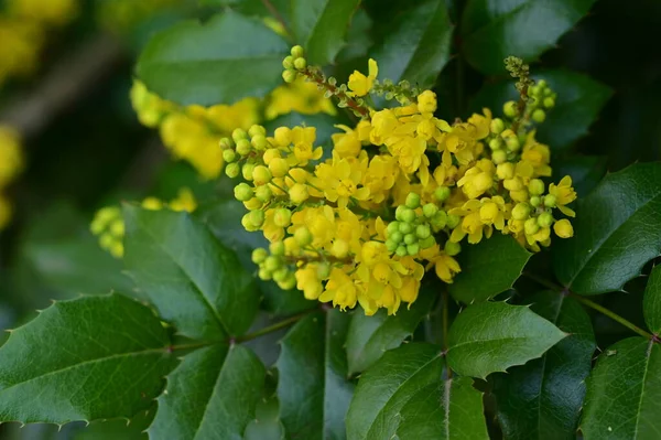 Schöne Frühlingsblumen Blühen Natur Hintergrund — Stockfoto