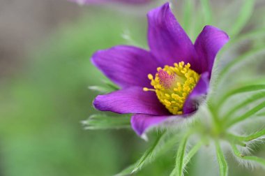 güzel çiçek yakın görünümü 