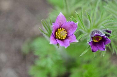 güzel çiçeklerin yakın görünümü 