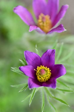 güzel çiçeklerin yakın görünümü 